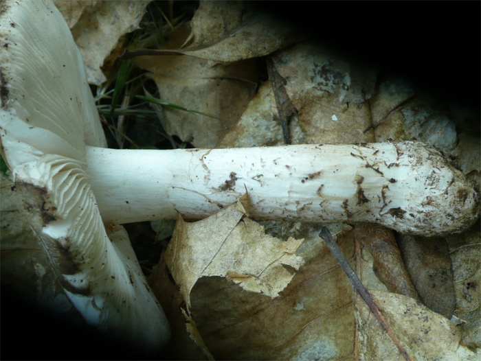 Amanita excelsa var. excelsa (o spissa?)